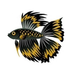 Golden Blackfin Betta